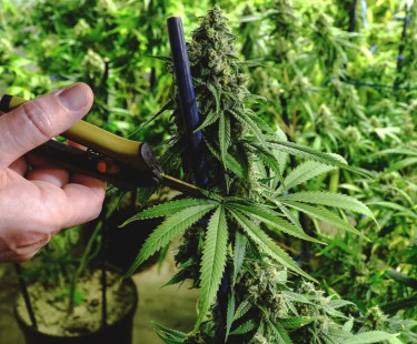 pruning cannabis plants