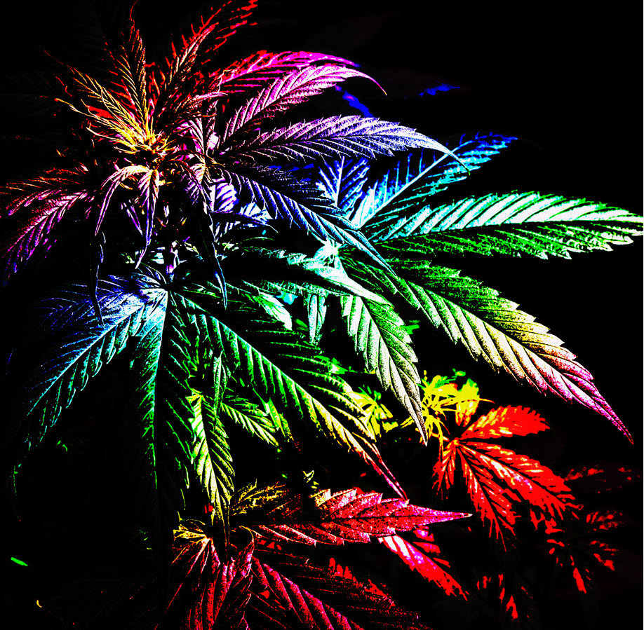 RAINBOW CHIP MARIJUANA STRAIN