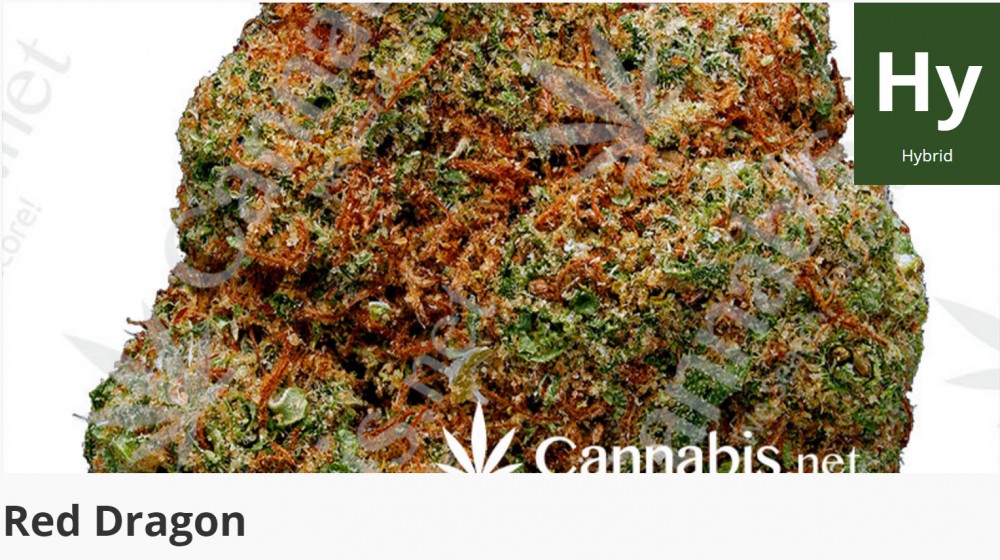 red dragon cannabis