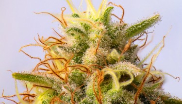 cannabis plant red hairs