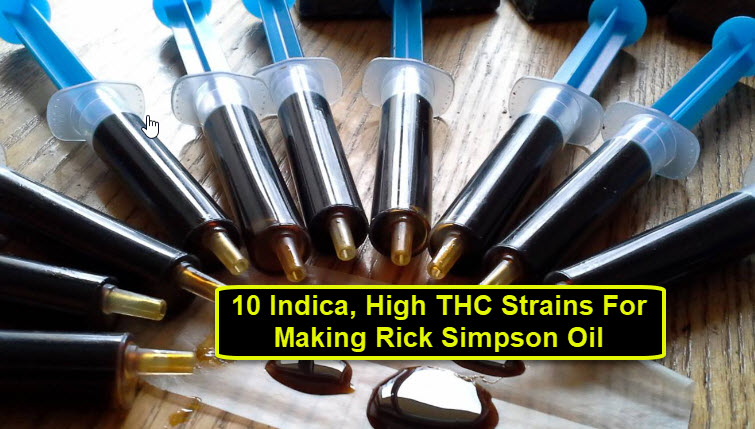 HIGH THC CANNABIS STRAINS FOR RICK SIMPSON OIL