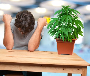 Growing pot? Here are some common mistakes to avoid