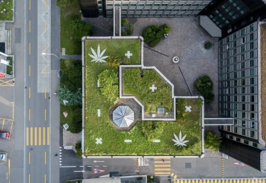 rooftop cannabis growing in NYC