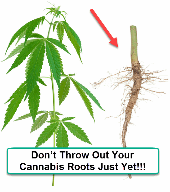 CANNABIS ROOT MARIJUANA ROOT