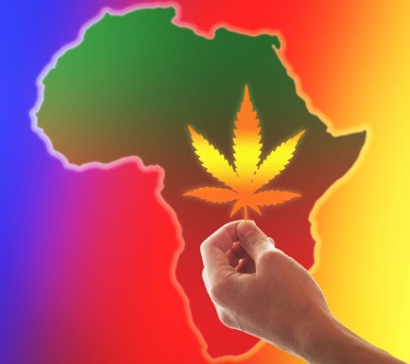 rwanda cannabis production