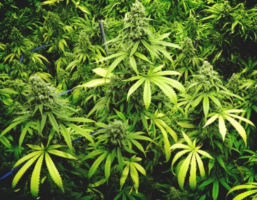 san fran area marijuana bust