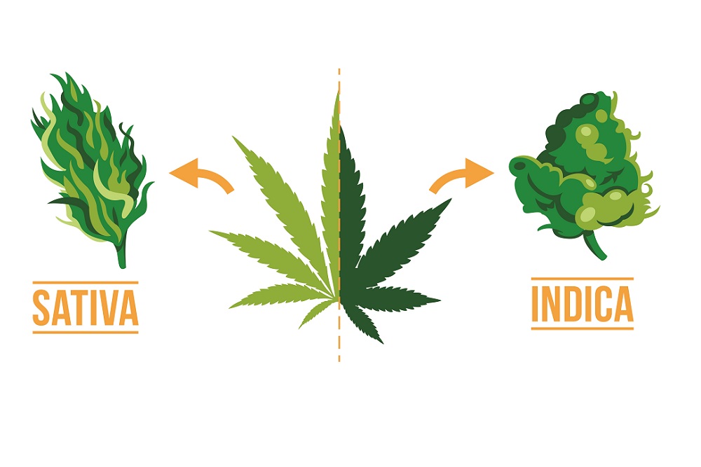 WHAT IS THE DIFFERENCE BETWEEN INDICA OR SATIVA
