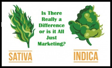 INDICA SATIVA DIFFERENCES