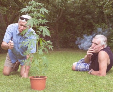 seniors getting stoned too much thc