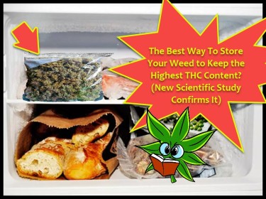 Is Vacuum-Sealing Your Weed Worth It or Is It More of an Urban Legend?