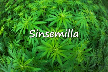 SINSEMILLA CANNABIS PLANT