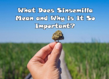 WHAT IS SINSEMILLA