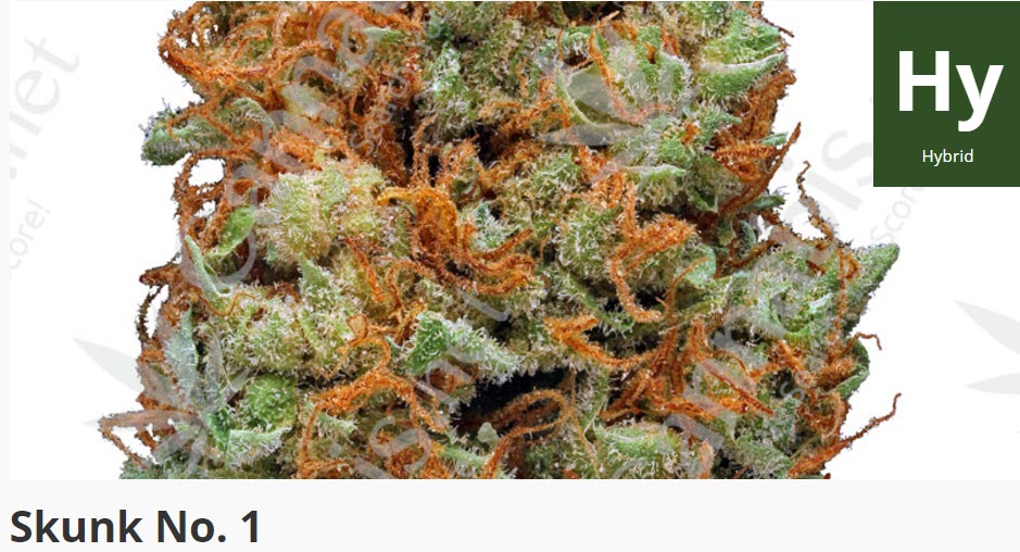 skunk cannabis strain