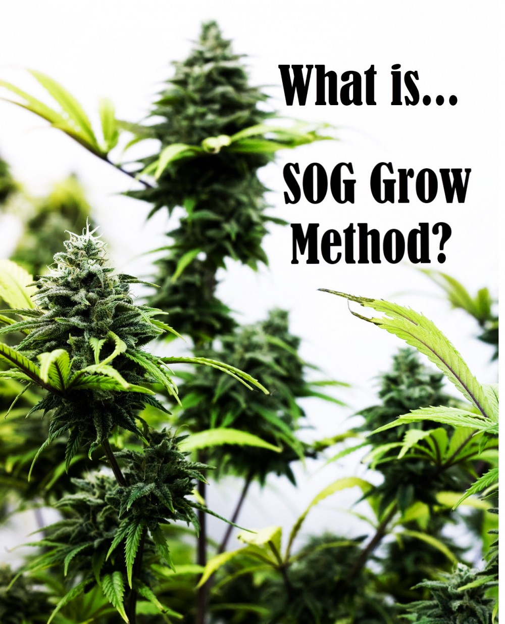 SOG GROWING METHOD