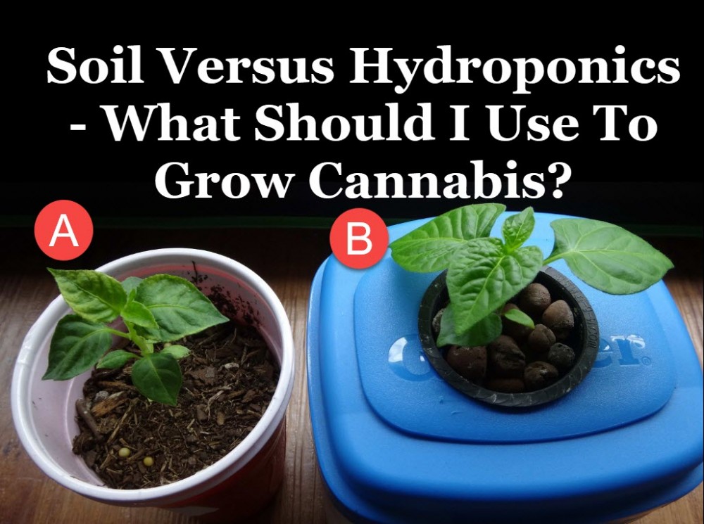 HYDROPONIC GROWING OR SOIL GROWING