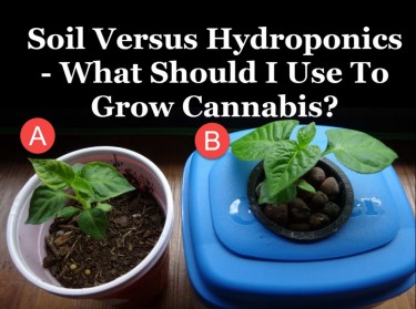 SOIL OR HYDROPONIC MARIJUANA