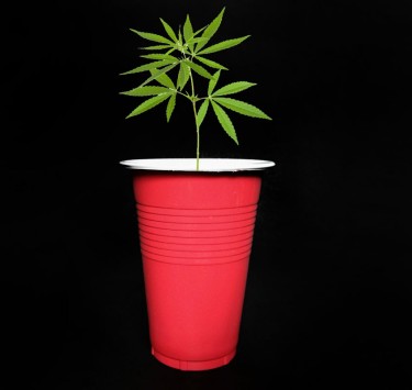 solo cup cannabis growing