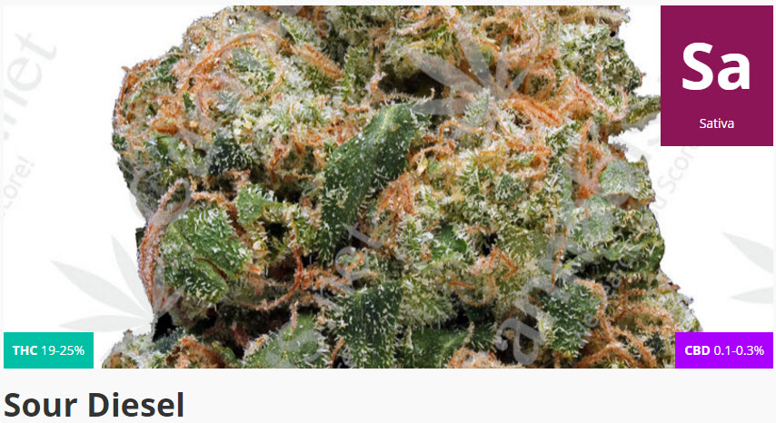 sour diesel cannabis 