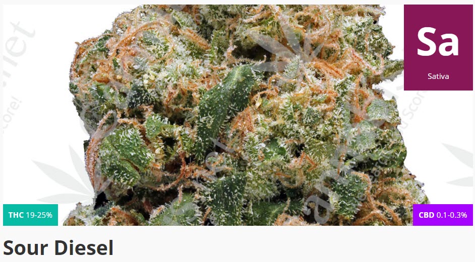 sour diesel strain