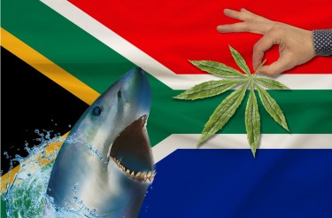 SOUTH AFRICAN CANNABIS COMPANIES