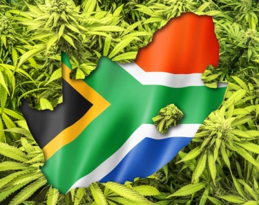 south african marijuana plans