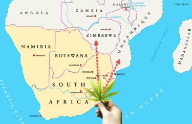 South African weed channels for export