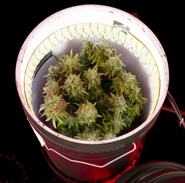 space buckets to grow weed
