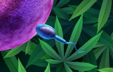 sperm count increases with cannabis use
