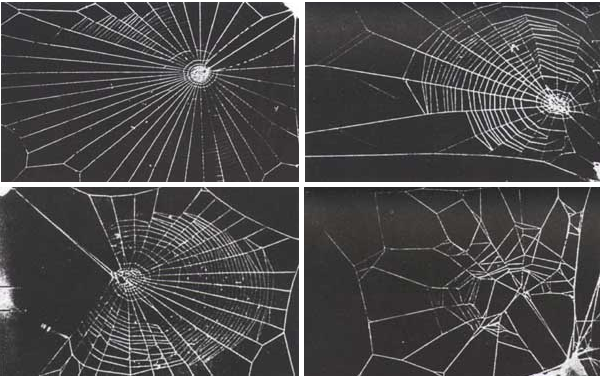 why-don-t-spiders-stick-to-their-own-webs-spider-web-spider-art-spider