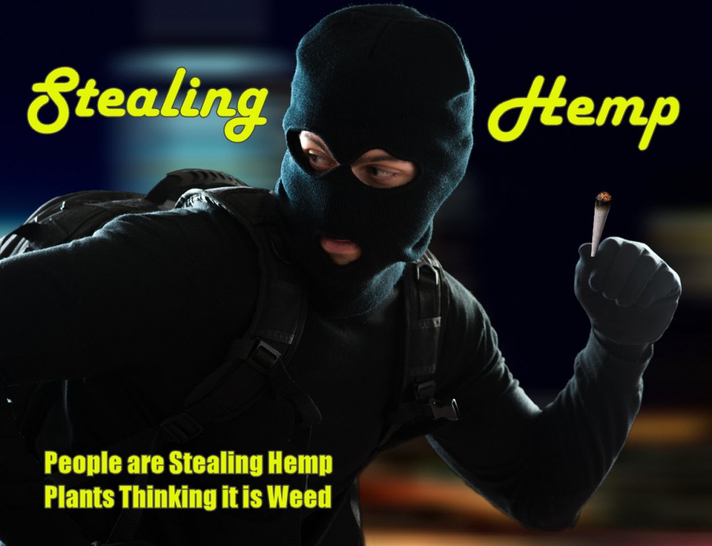 STEALING HEMP FOR WEED