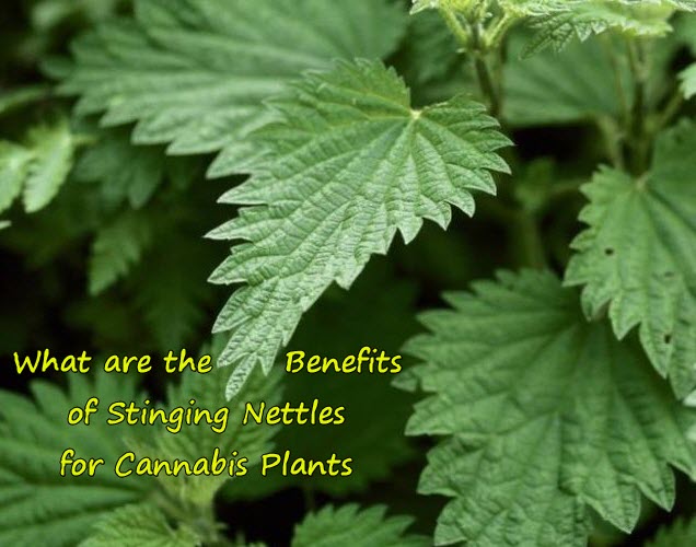 stinging nettles and marijuana plants