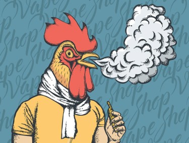 chickens eating marijuana
