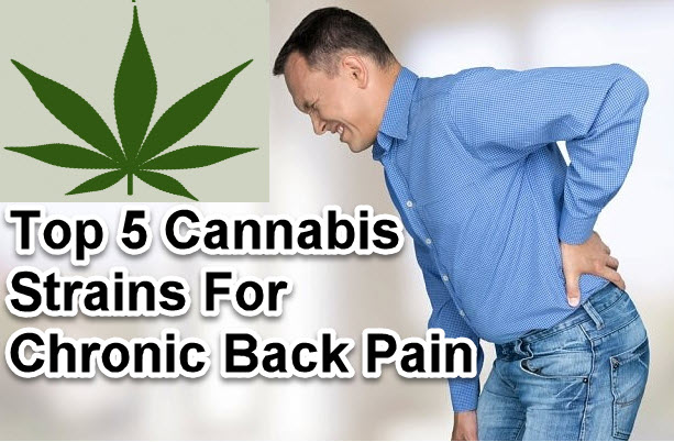 MEDICAL MARIJUANA FOR BACK PAIN