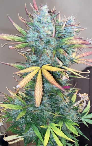 strawberry cough cannabis seeds
