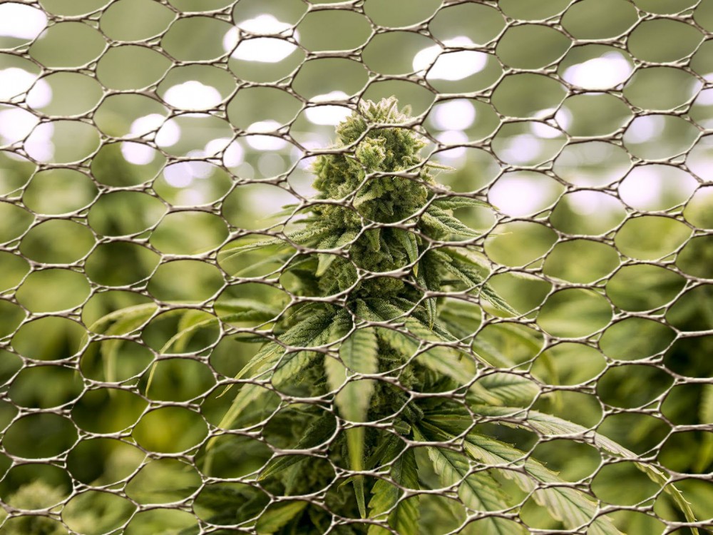cannabis stretching plants