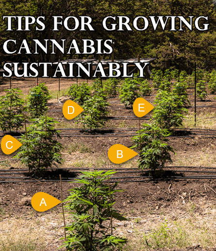 HOW TO GROW CANNABIS SUSTAINABLY