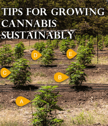 SUSTAINABLE CANNABIS GROWING TIPS