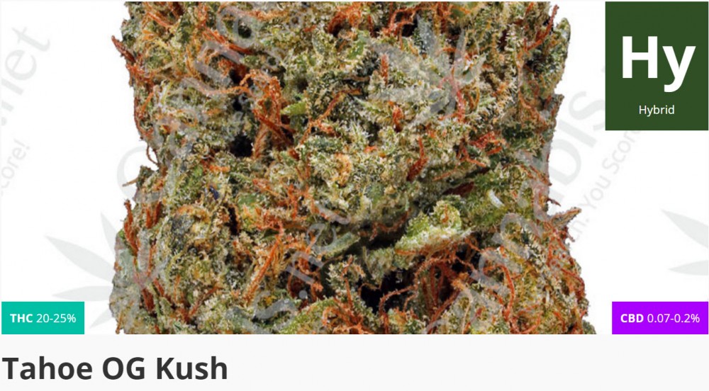 og kush strain