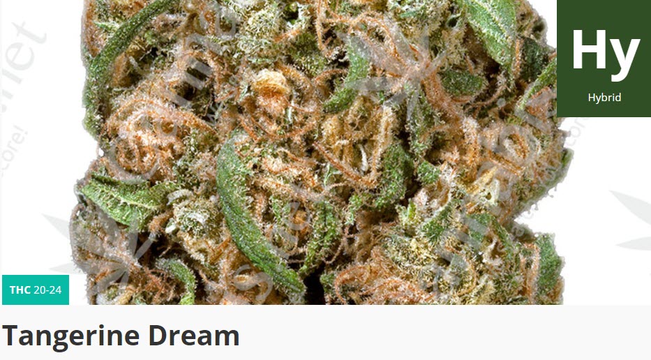 tanerine dream strain