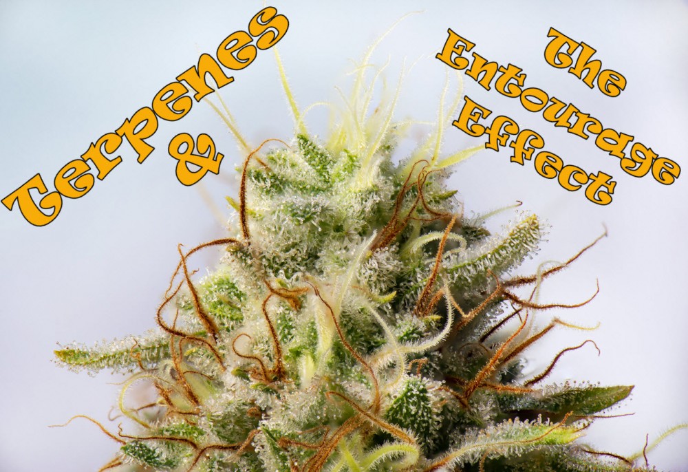 TERPENES AND THE ENTOURAGE EFFECT