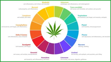 terps in cannabis