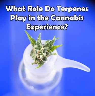 WHO ROLE DO TERPENES PLAY