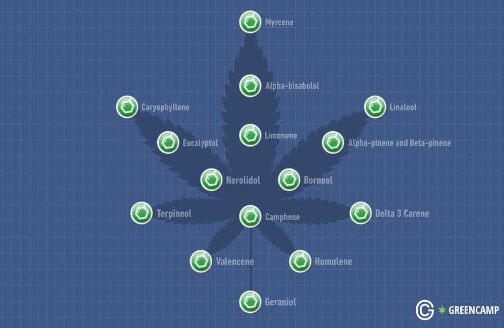 terpenes in cannabis
