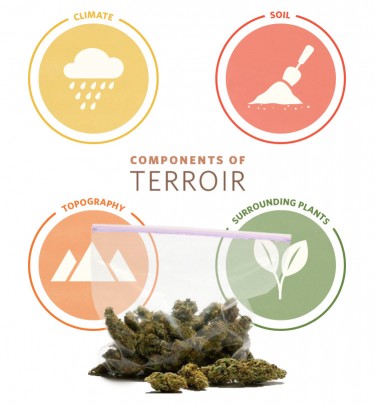 terroir in cannabis