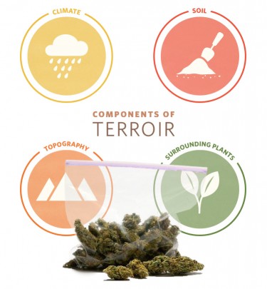 cannabis terroir growing