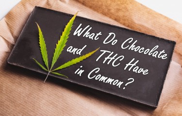 WHAT DO CHOCOLATE AND THC HAVE IN COMMON?