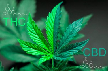 THC OR CBD FOR PAIN RELIEF
