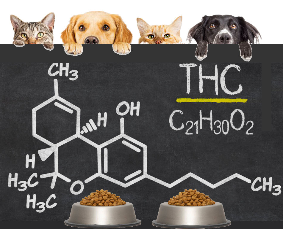 THC FOR PETS AND ANIMALS