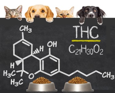 IS THC SAFE FOR PETS ANIMALS