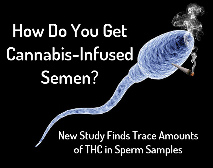 cannabis infused semen sperm study